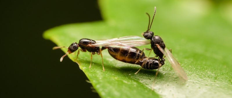 Летающие муравьи – фото в период спаривания