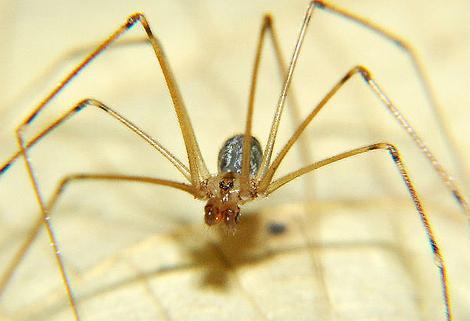 Почему появляются пауки в квартире: основные причины и способы устранения