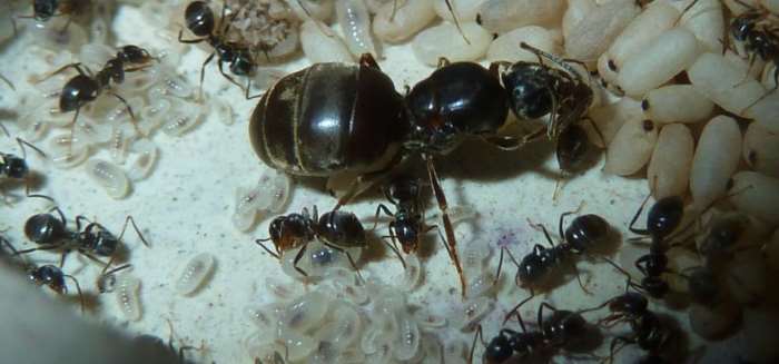 Матка муравья – если ее убить, муравьи пропадут раз и навсегда