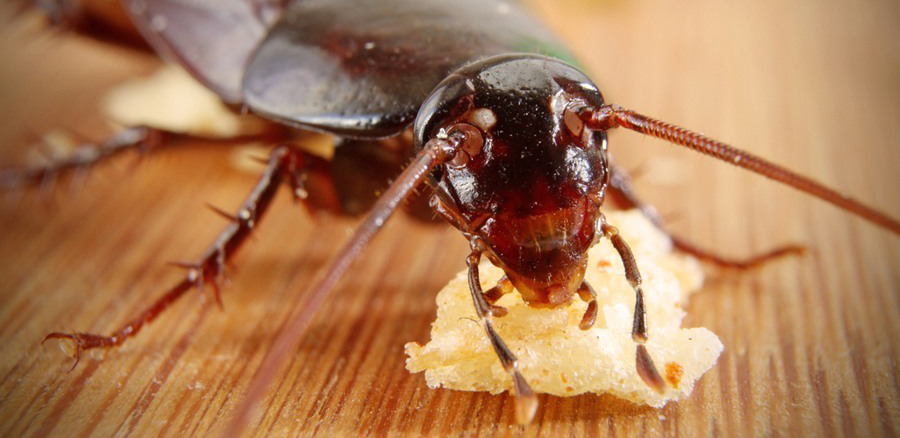 Как травить тараканов борной кислотой – 10 народных средств