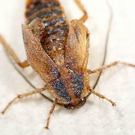Как действует борная кислота на тараканов и почему не помогает
