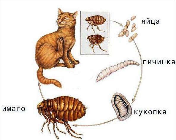 жизненный цикл кошачьей блохи