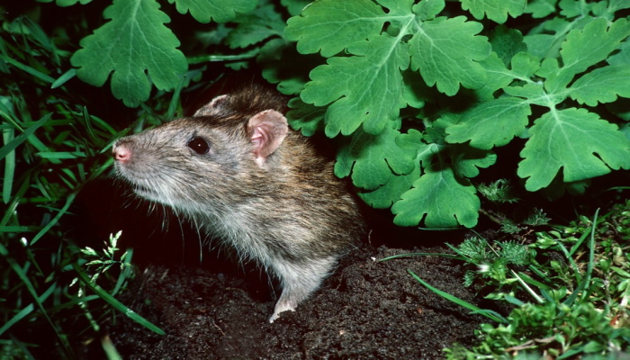 Крыса в траве