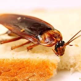 Средство от тараканов, самое эффективное в квартире