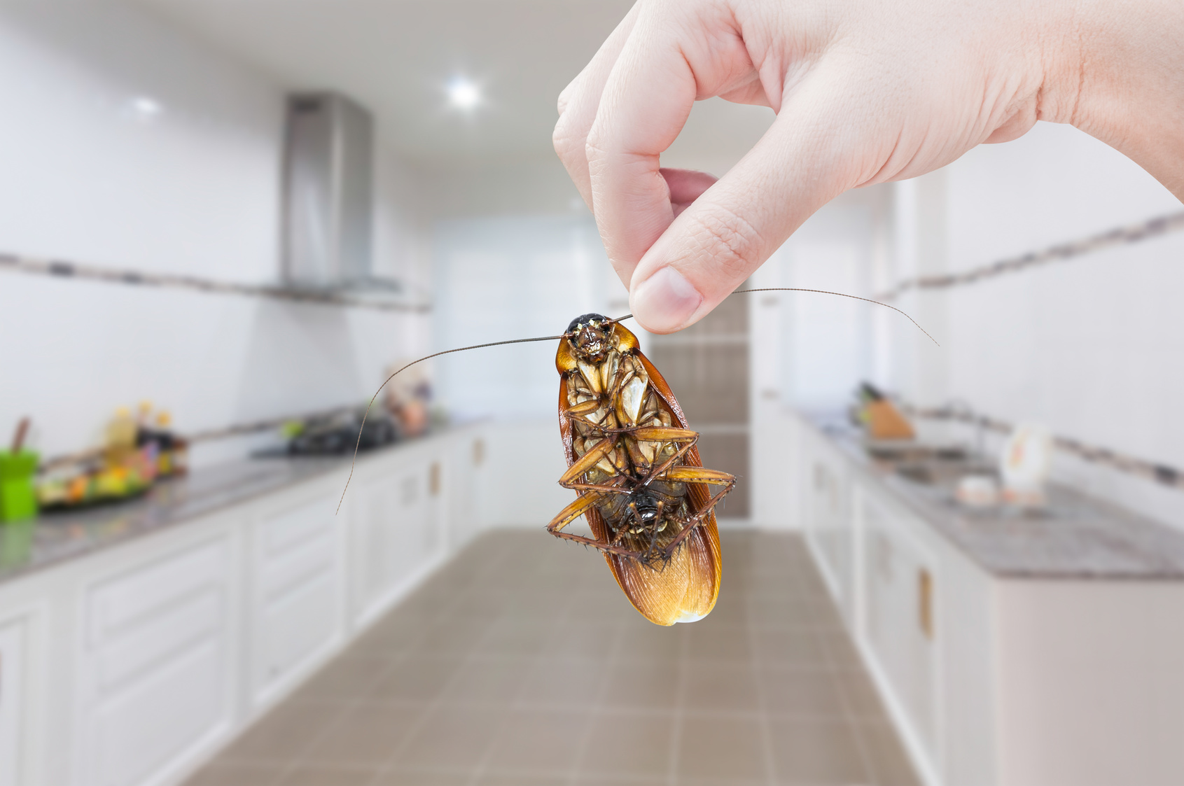 Избавление от тараканов с помощью борной кислоты