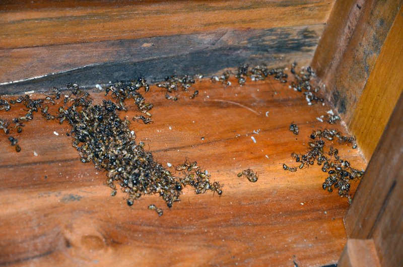 муравьи в бане