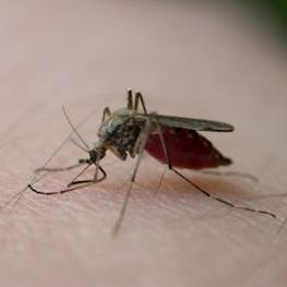 Комары в подвале – что делать и куда обращаться