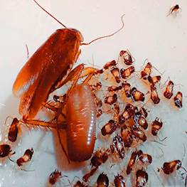 Личинки тараканов: как выглядят, сколько живут и как избавиться