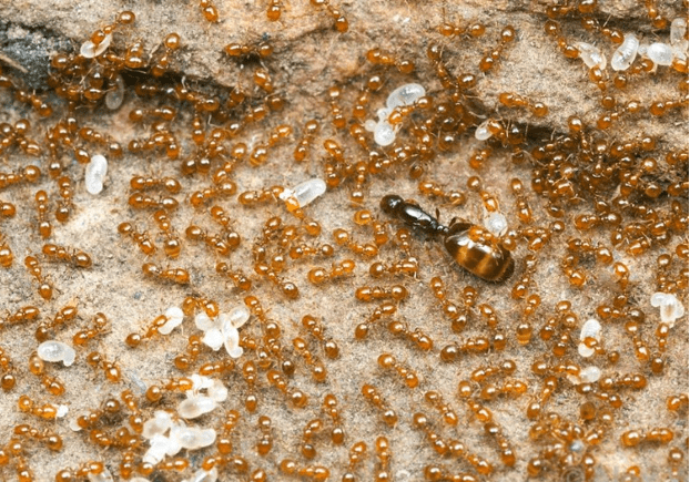 Гнездо муравьев