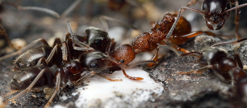 Уничтожение муравьев на участке