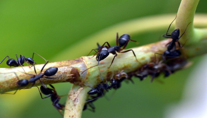 Средства для уничтожения муравьев в саду