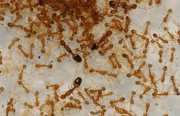 Приманки от рыжих муравьев