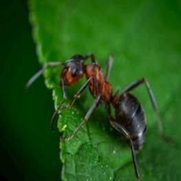 Факты о жизни муравьев