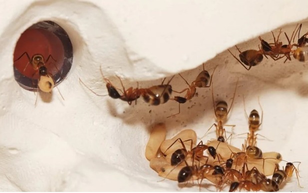 Поведение муравьев и продолжительность жизни
