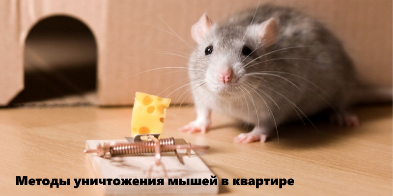 Популярные и сомнительные методы уничтожения мышей в квартире — Герадез