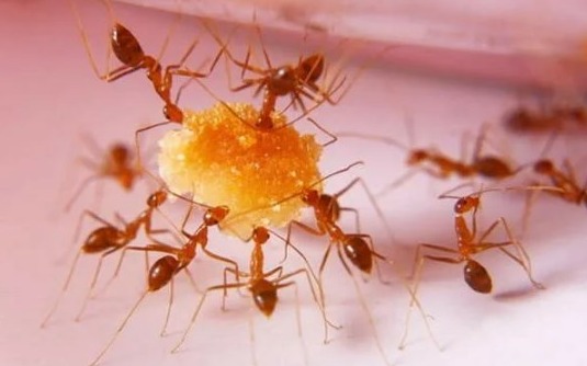 Приманка от муравьев