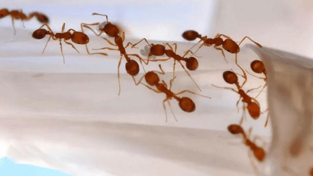 Рыжие муравьи