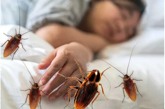 Опасность тараканов