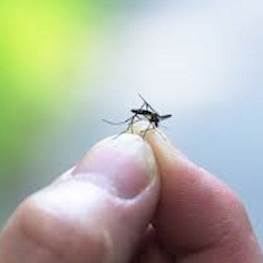 Технологии уничтожения комаров на дачном участке