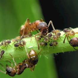 Как бороться с муравьями на даче и в саду — 20 советов