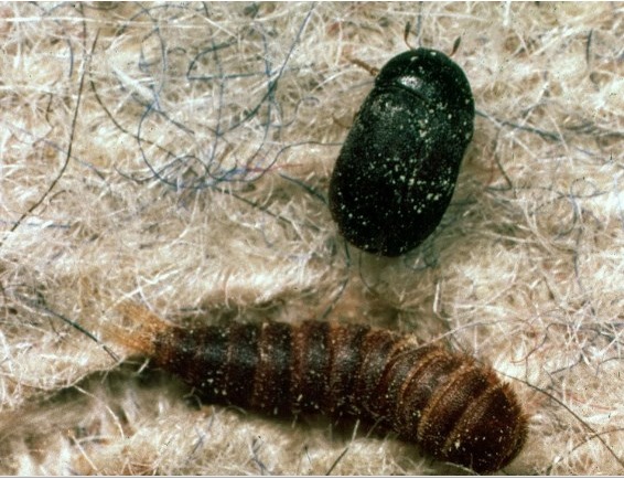 Кожеед и личинка