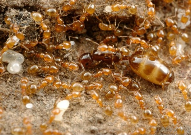 Иерархия муравьев