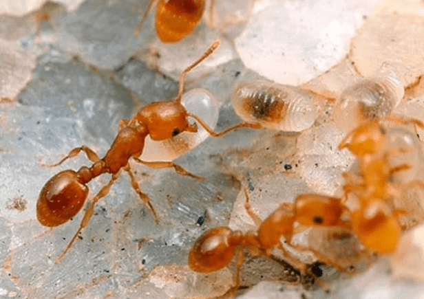 Народные методы от муравьев