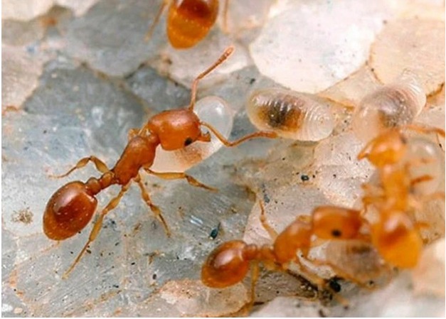 Чего боятся муравьи в доме — все народные средства