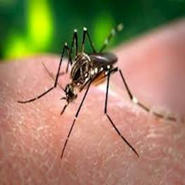 Чего боятся комары в домашних условиях