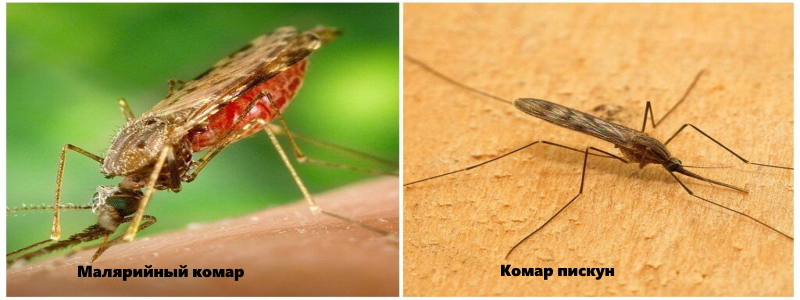 малярийный и обычный комар