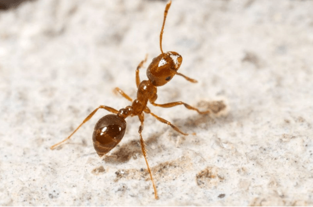 Как избавиться от муравьев на балконе черных рыжих красных - эффективные способы