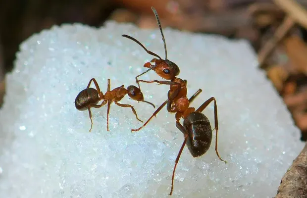 Два муравья