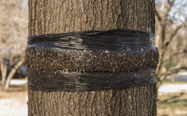 Ловушка для муравьев на дереве 