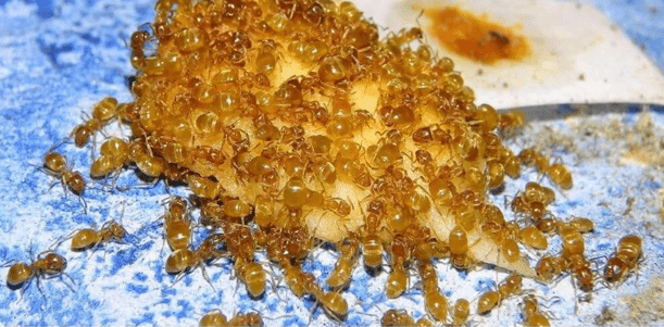 Пиретрум от муравьев