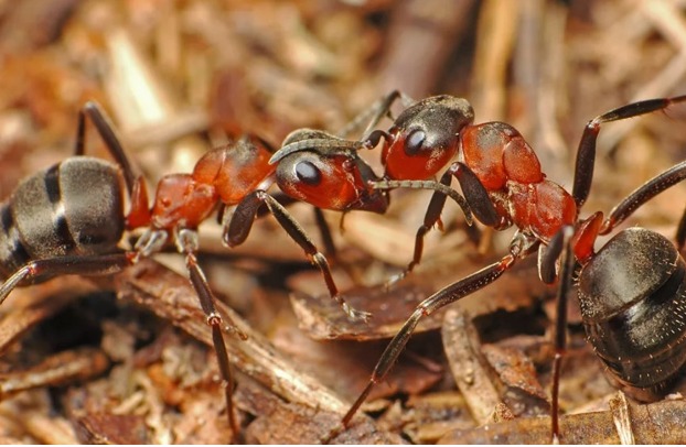 Лесной муравей