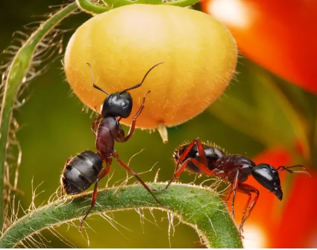Преимущества эффективной борьбы с муравьями