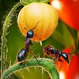 Как избавиться от муравьев в саду