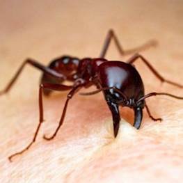 Укусы муравьев – симптомы и последствия