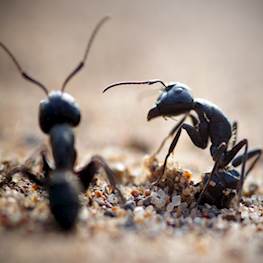 Как избавиться от черных муравьев в доме и на участке