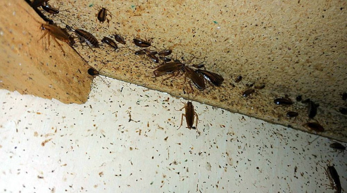 Следы тараканов в квартире 