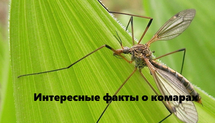 Факты о комарах