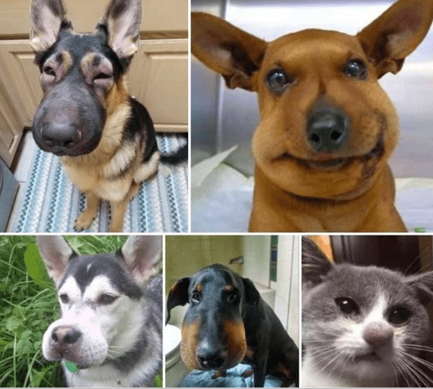 Мир животных - Страница 12 - Я плакал - Откровения. Форум "Моей Семьи"