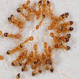 Как избавиться от мелких муравьев в квартире