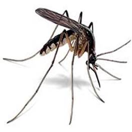Особенности обработки участка от комаров