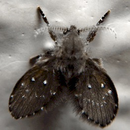 Бабочница — муха, похожая на моль