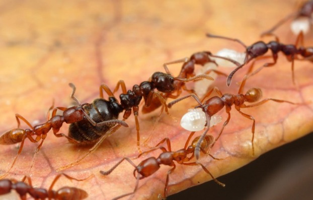 Фараоновы муравьи