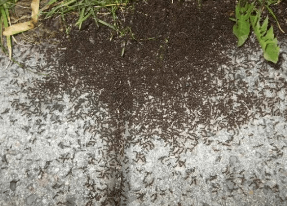 Уничтожение муравьев на участке