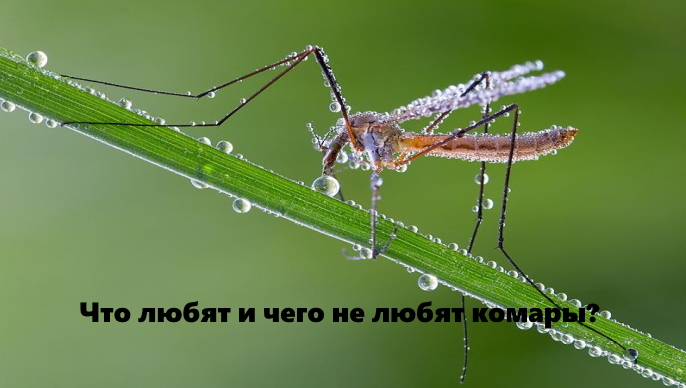 Что любят комары