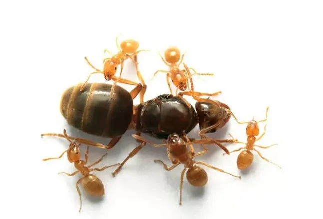 Как избавиться от больших муравьев на даче