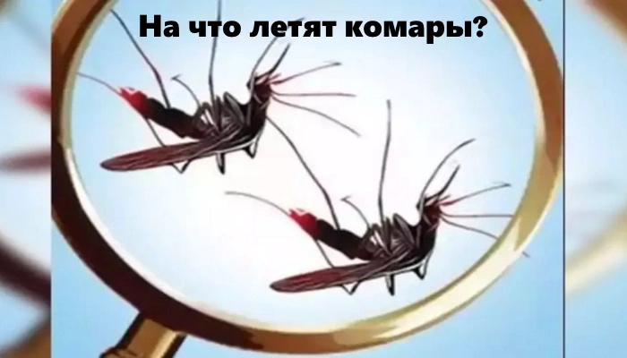На что летят комары